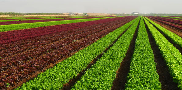 TRANSFIERE IPN TECNOLOGÍA PARA ELABORAR BIOESTIMULANTE PARA CULTIVOS&nbsp;AGRÍCOLAS