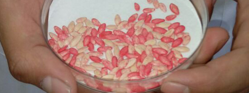 Evalúan efectos de nanopartículas de óxido de zinc en semillas de&nbsp;pepino