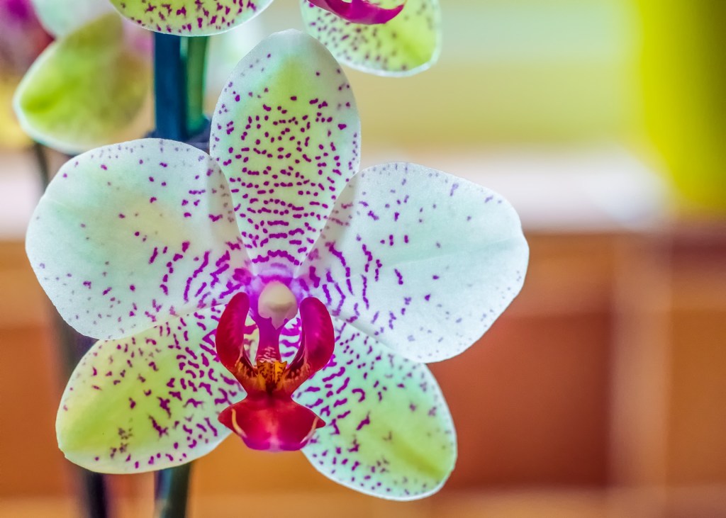 Nueva especie de orquídea&nbsp;mexicana