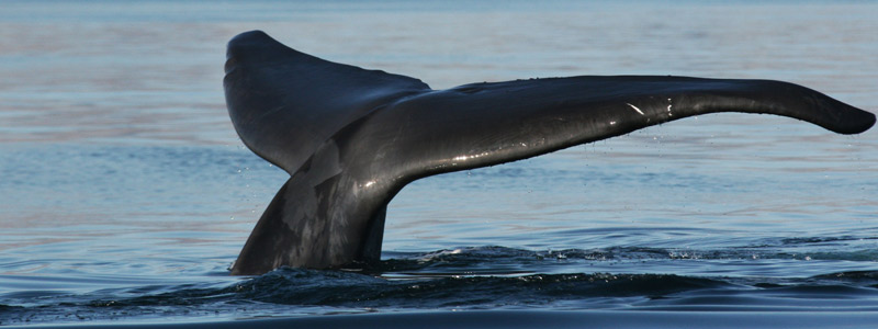 Estudian con fotografías a la ballena&nbsp;azul
