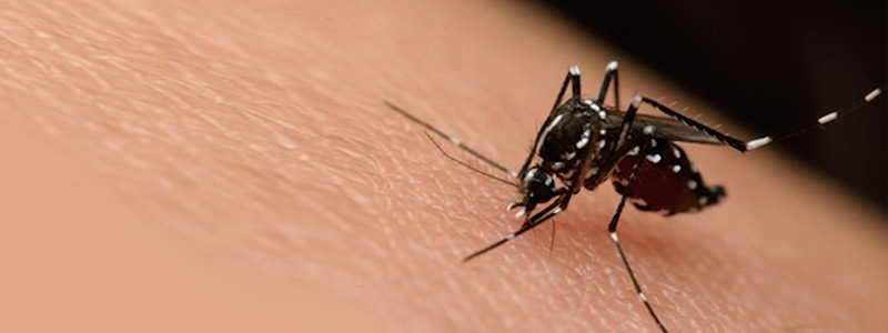 Mexicanos experimentarán con vacuna contra el&nbsp;zika