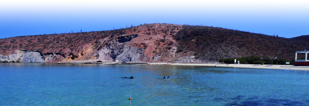 El potencial biotecnológico del caballito de&nbsp;mar