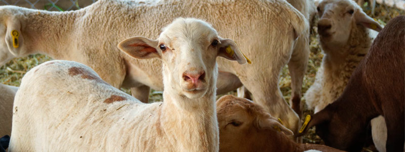 Producen cosméticos a partir de la piel de&nbsp;borrego