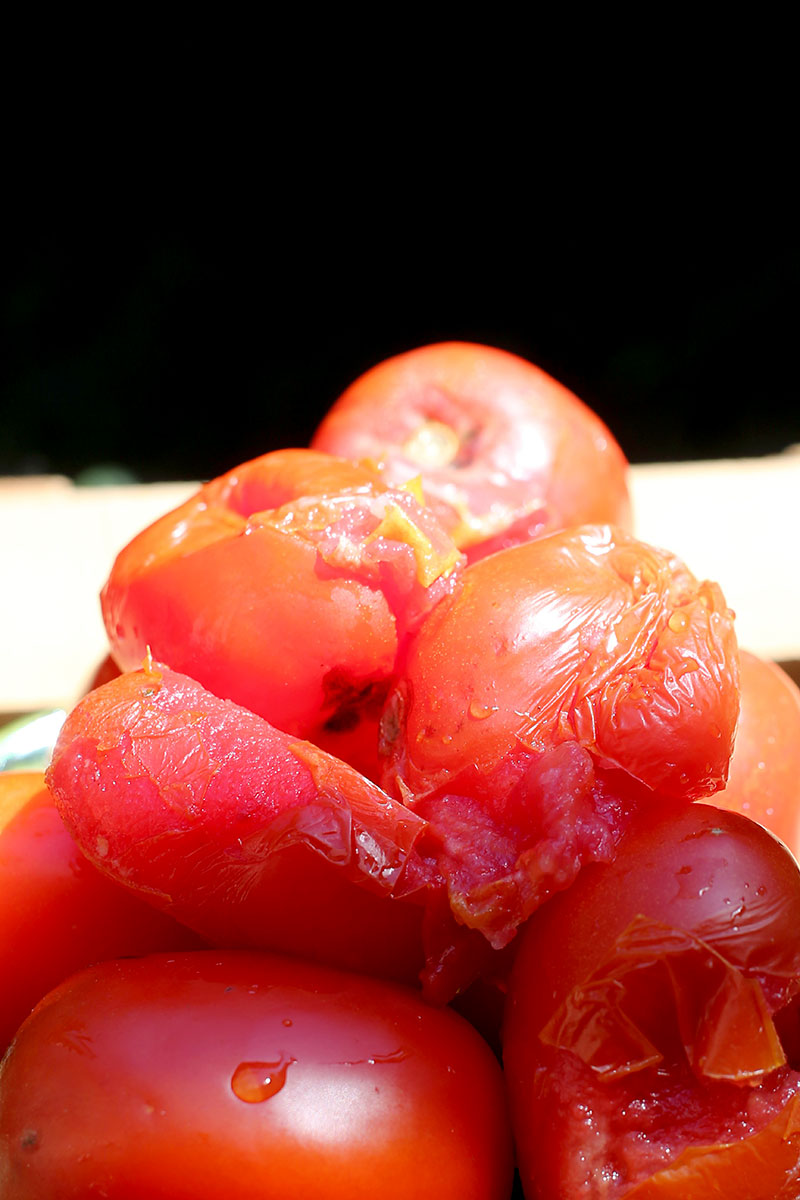 UAM e IPN se unen para crear&nbsp;biopolímeros