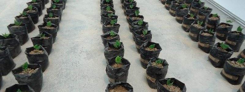 Investigan efectos de nanopartículas en&nbsp;plantas