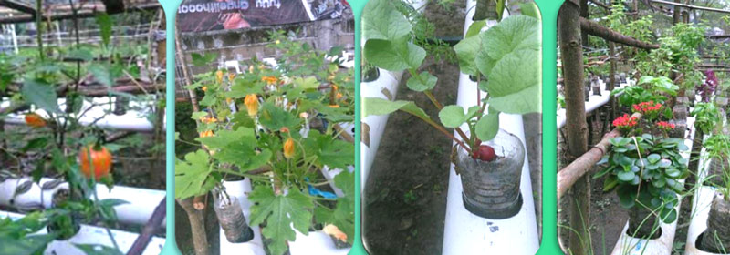 Crean sistema para cultivar peces y plantas en tu&nbsp;hogar