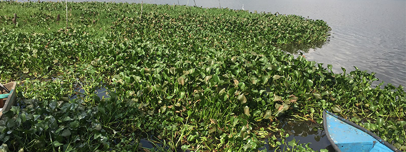 Lirio acuático como&nbsp;biocombustible