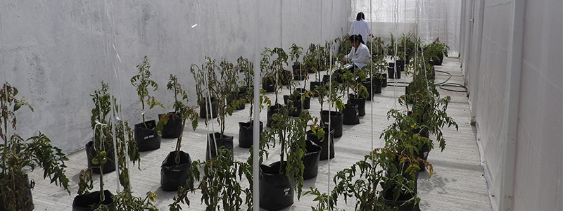 Reparo, solución para los&nbsp;cultivos