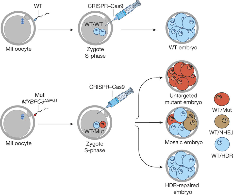 Corrigen enfermedad hereditaria en embriones humanos con&nbsp;CRISPR/Cas9