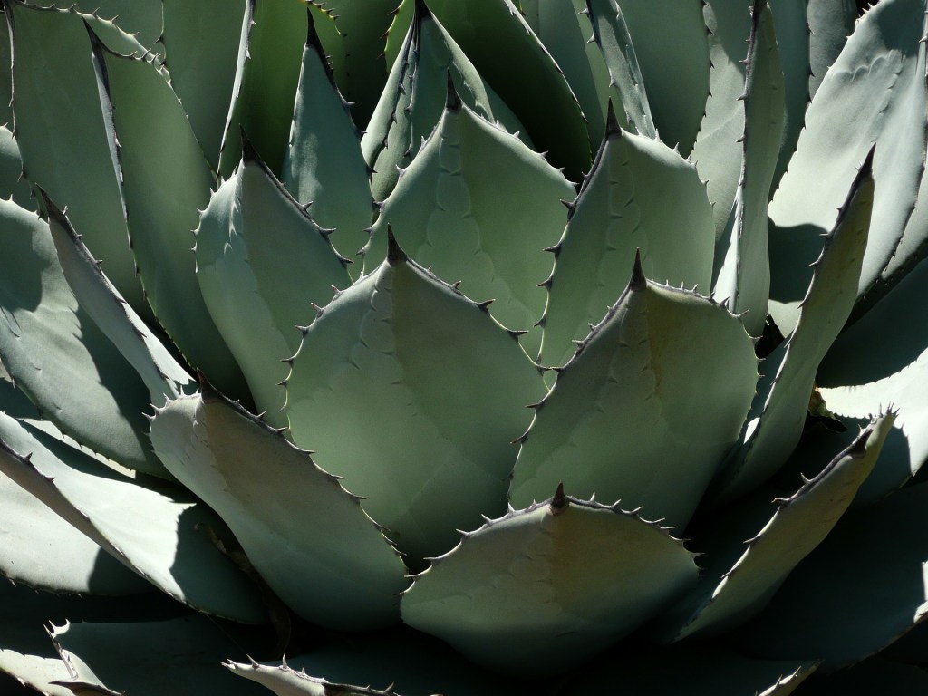 Investigadores de la UNAM registran cuatro nuevas especies de&nbsp;agave