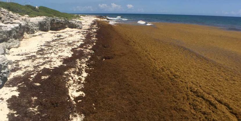 Enormes cantidades de sargazo podrían ser consecuencia del calentamiento&nbsp;global
