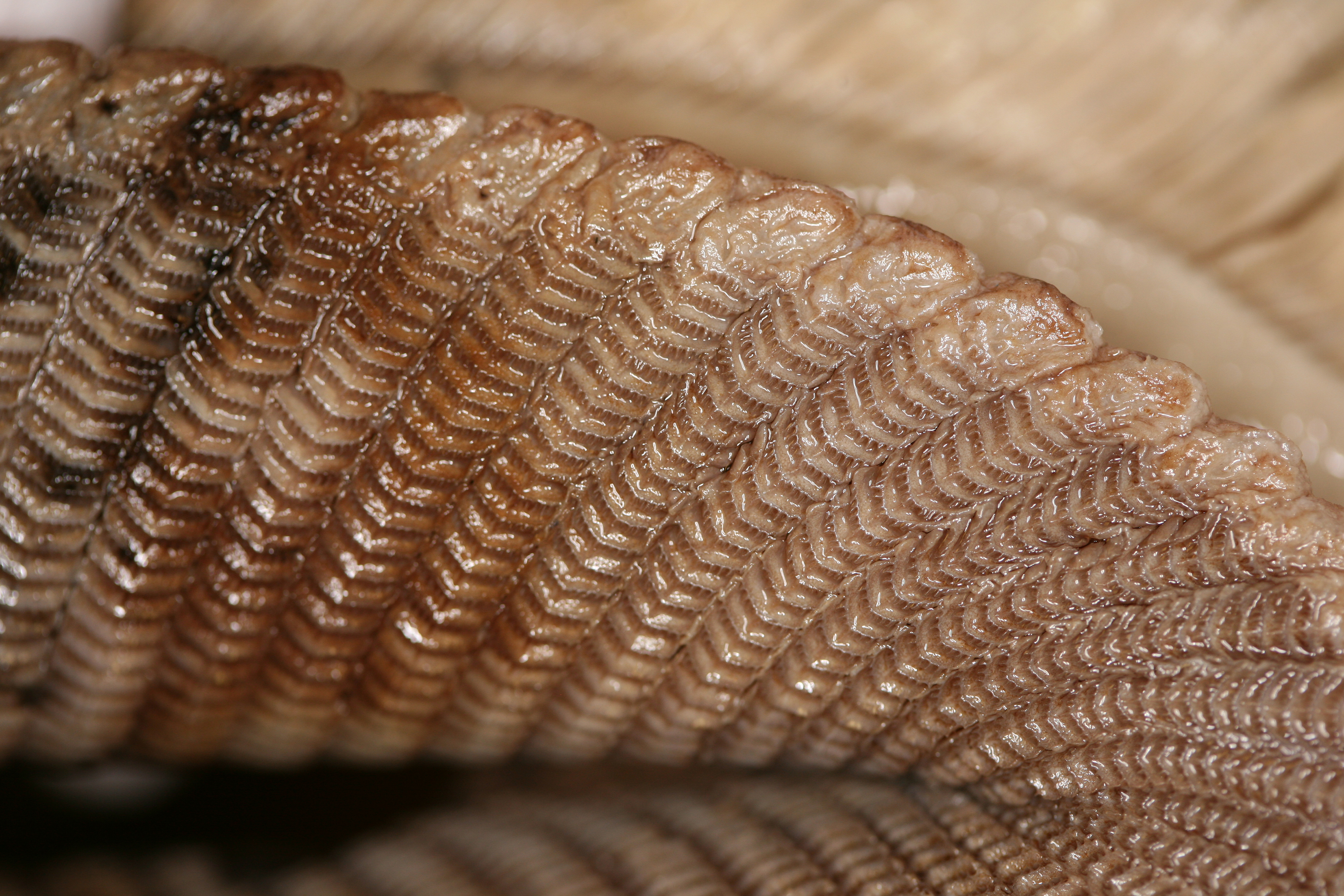 Las branquiespinas de las mantarrayas funcionan como un filtro entre el agua y el plancton