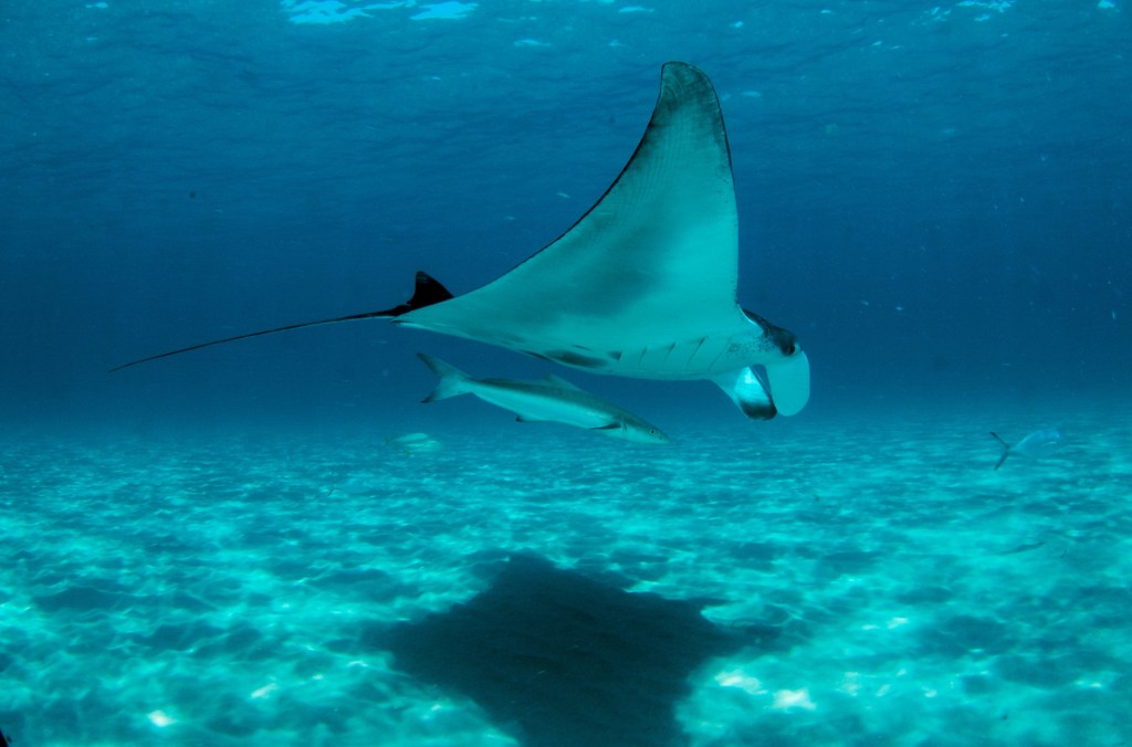 Las mantarrayas inspiran mecanismos de filtración de&nbsp;agua