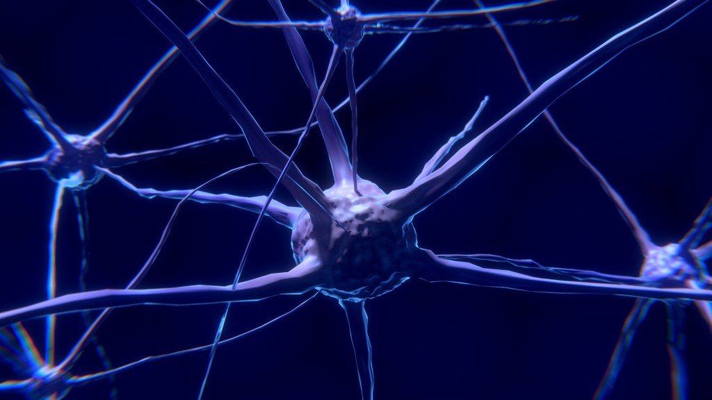 Hallan evidencia del desarrollo de neuronas durante la&nbsp;vejez