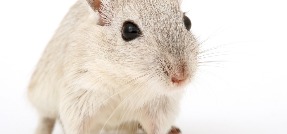 Eliminan cáncer de páncreas en ratones