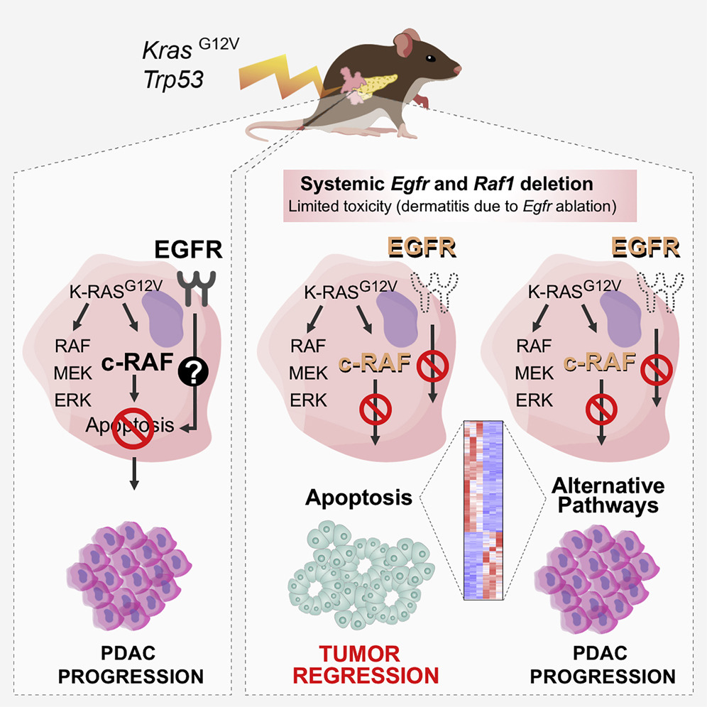 Eliminan cáncer de páncreas en ratones