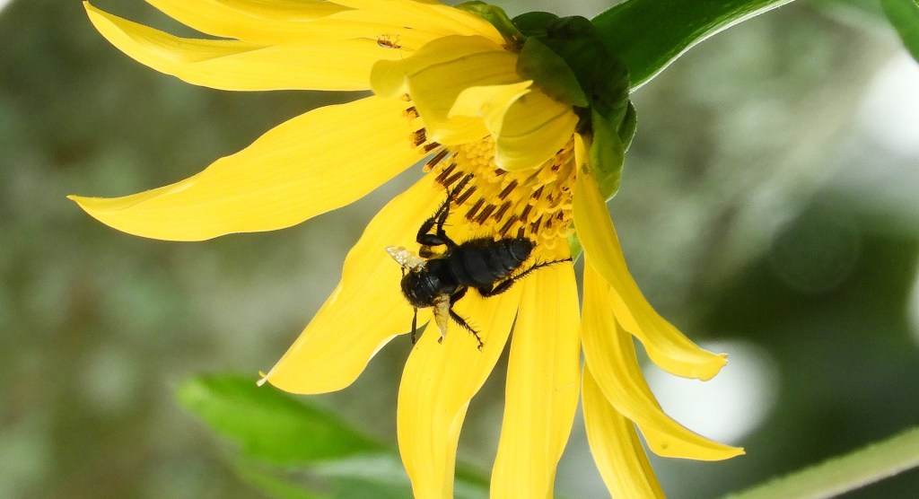 Ausencia de polinizadores causa crisis en la producción de&nbsp;cultivos