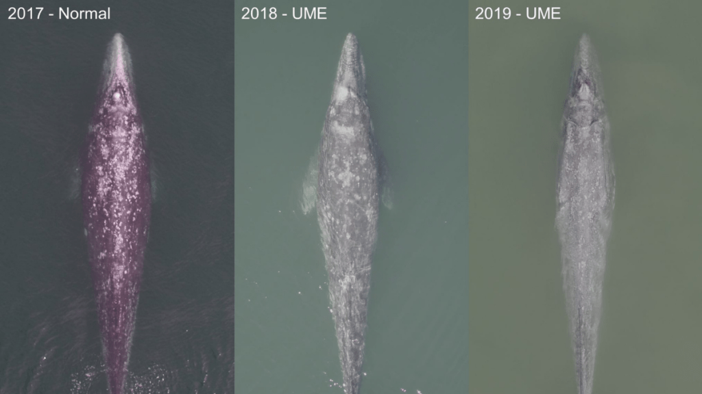 Alertan mortalidad inusual en ballenas&nbsp;grises