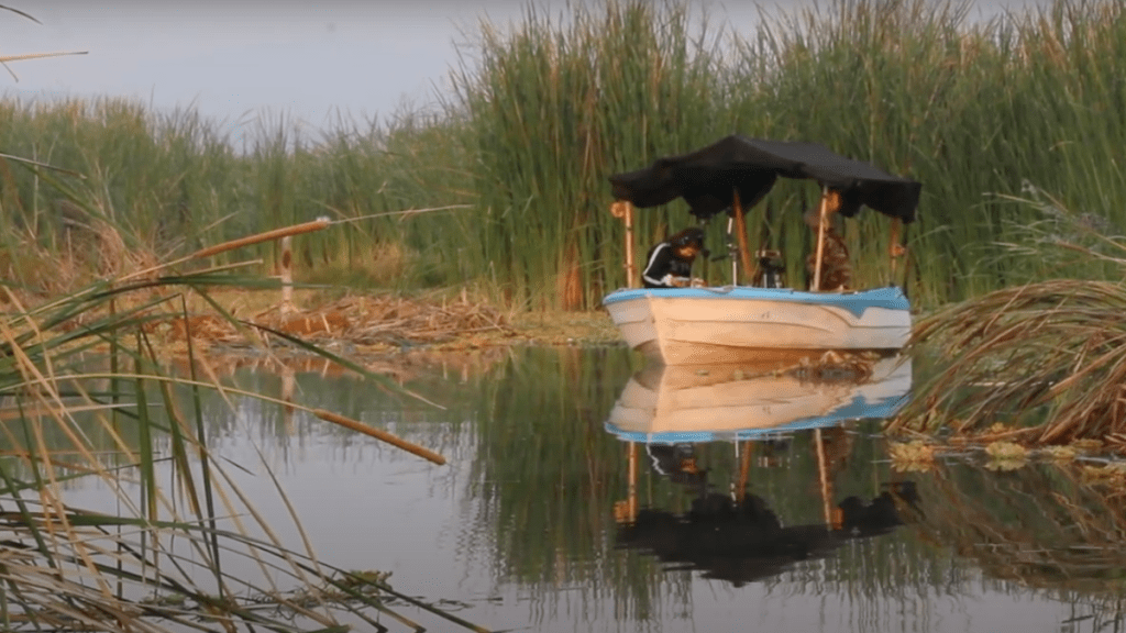 Gestos de mutualismo en el arte sonoro, aves y tecnologías&nbsp;trenzadas