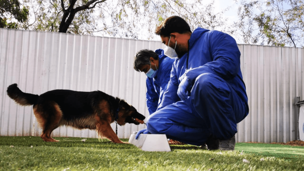 Sabuesos que detectan COVID-19, una práctica en&nbsp;desarrollo