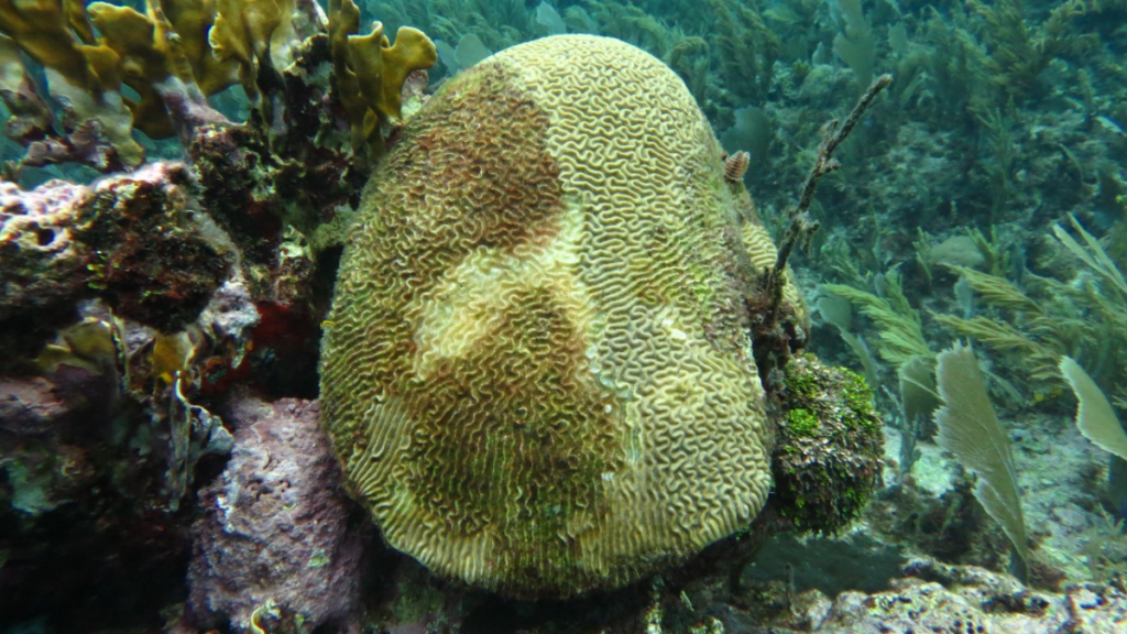 Veloz y agresiva, así fue la epidemia marina que se propagó por el&nbsp;Caribe